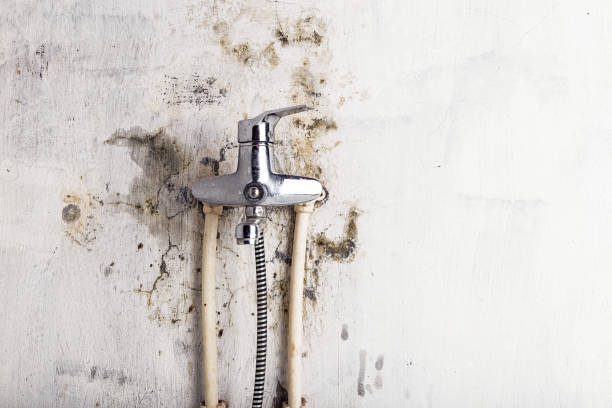 Best Toxic Mold Removal  in Hughesville, MD