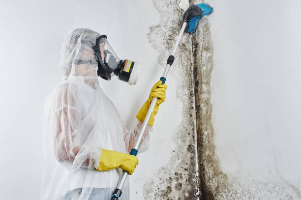 Best Commercial Mold Removal  in Hughesville, MD