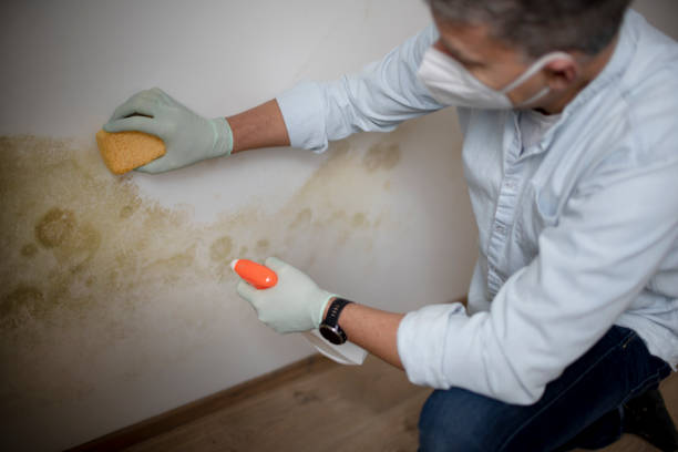 Best Mold Remediation Experts  in Hughesville, MD