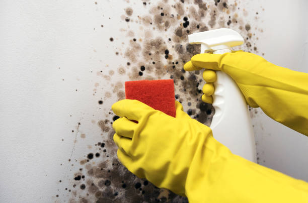 Best Mold Removal Near Me  in Hughesville, MD
