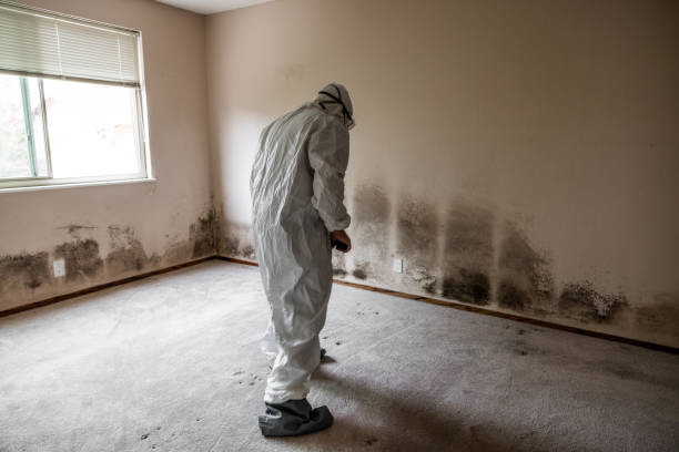 Best Mold Damage Repair  in Hughesville, MD