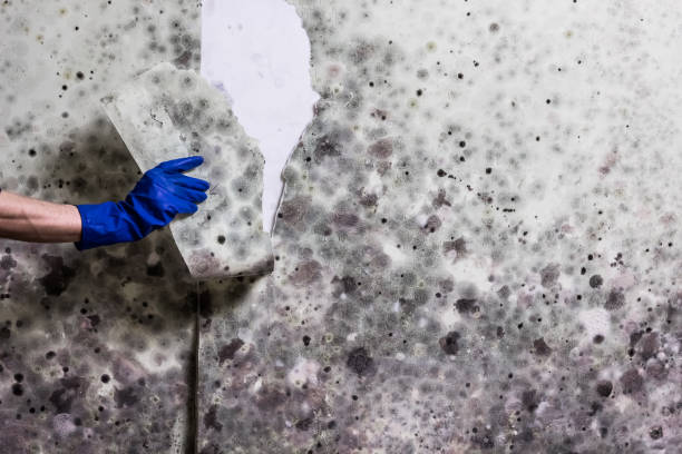 Professional Mold Removal in Hughesville, MD